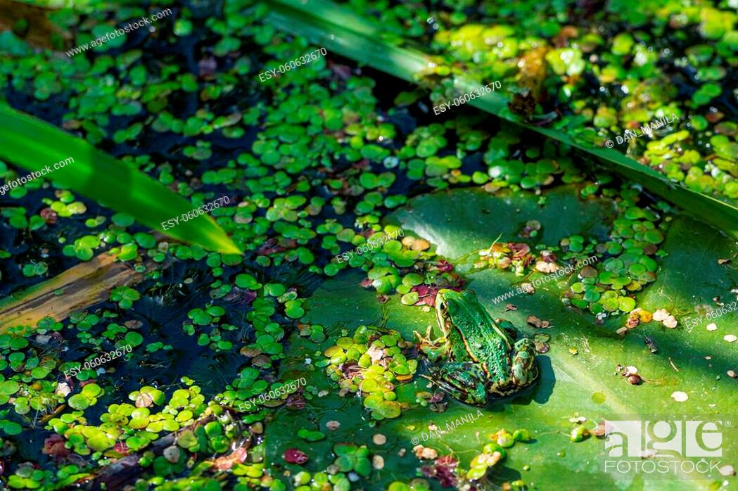 Stock Photo: A green edible frog, Pelophylax kl. esculentus on a water lily leaf. Common European frog, Common water frog or green frog. High quality photo.