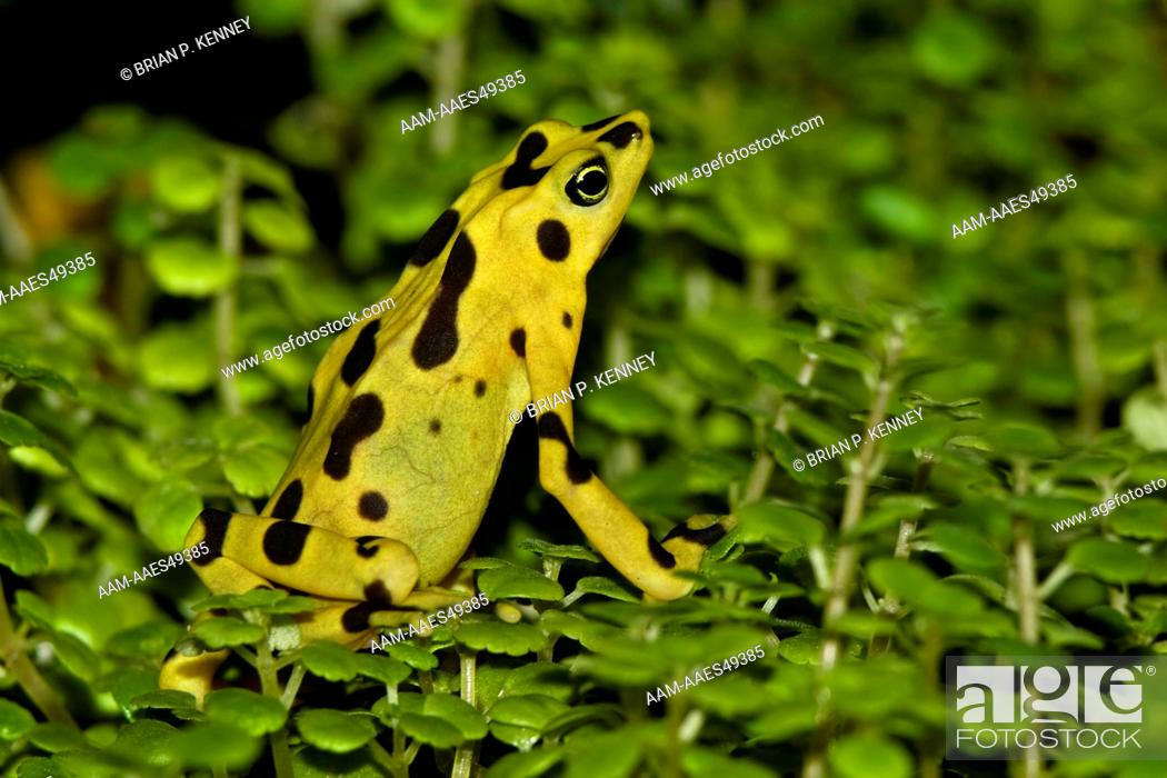 Panamanian Golden Frog / Zetek's Golden Frog (Atelopus zeteki / Syn:  Atelopus varius zeteki) Endemic..., Stock Photo, Picture And Rights Managed  Image. Pic. AAM-AAES49385 | agefotostock