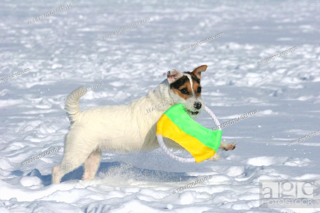 Stock Photo: playing Parson Russell Terrier in the snow.