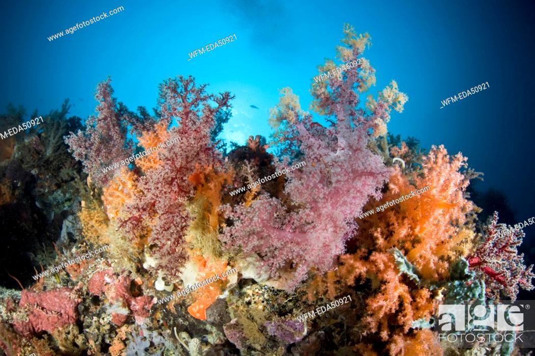 Stock Photo: Coral Reef with Soft Corals, Dendronephthya sp., Cabilao Island, Visayas Islands, Philippines.