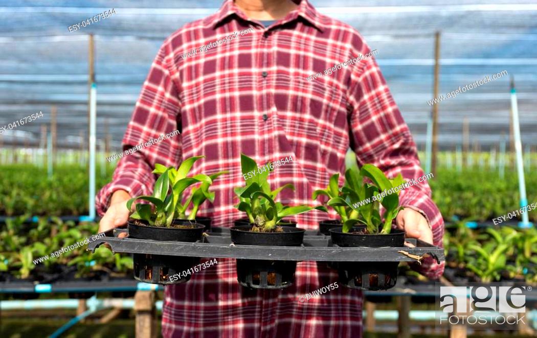 Stock Photo: Farmer fresh vegetables, agriculture food production concept agricultural growing activity.