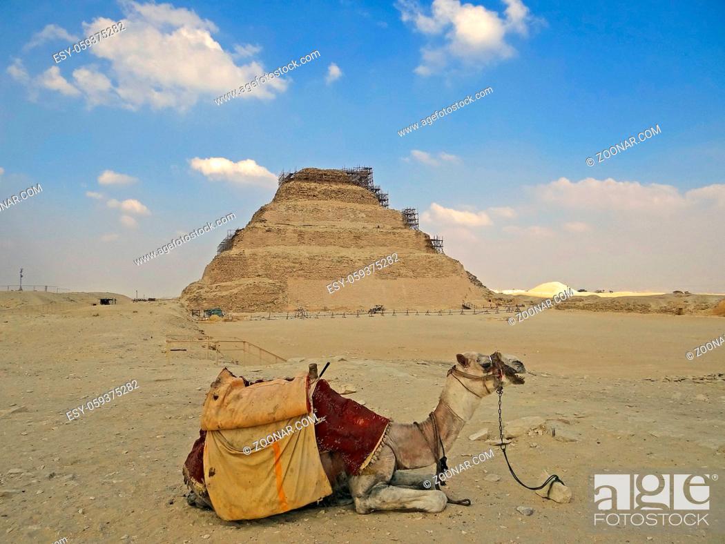 Photo de stock: Camel against Dzhoser's pyramid. Photos from a trip.