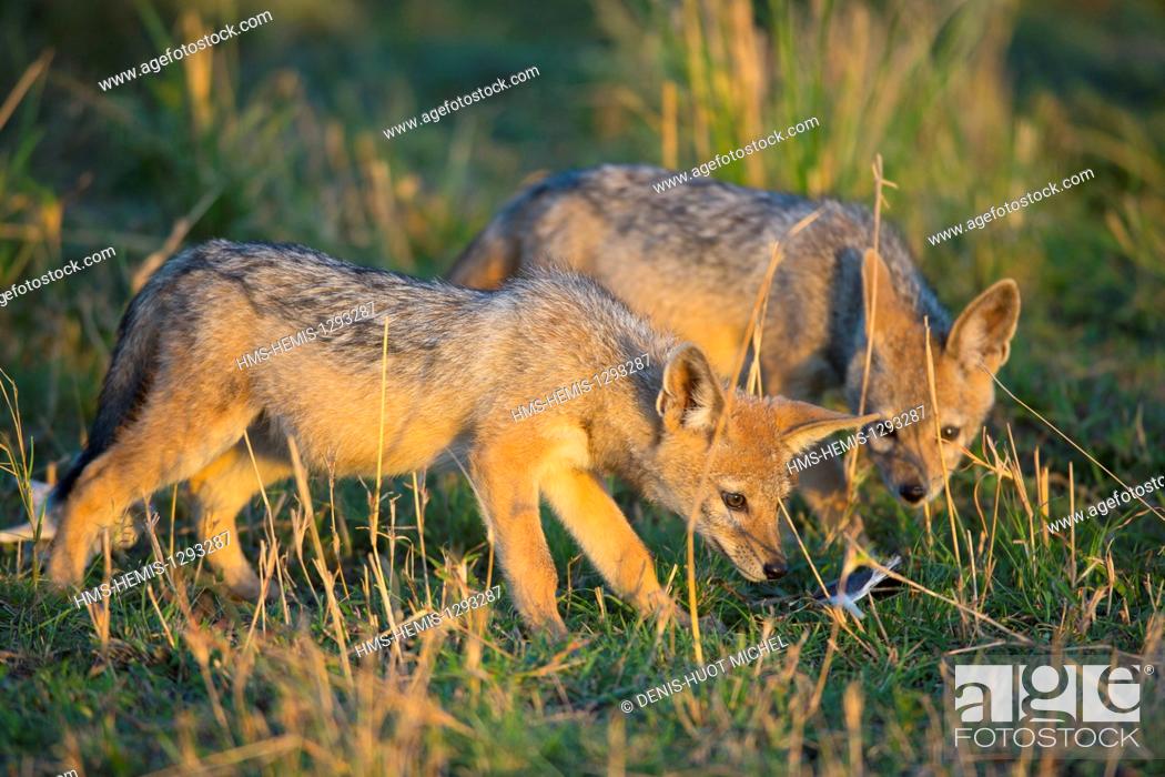 Stock Photo: Kenya, Masai Mara national reserve, black-backed jackal (Canis mesomelas), youngs playing with a feather.