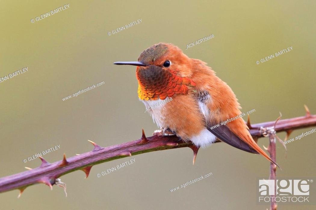Stock Photo: Rufous Hummingbird Selasphorus rufus perched on a branch in Victoria, BC, Canada.