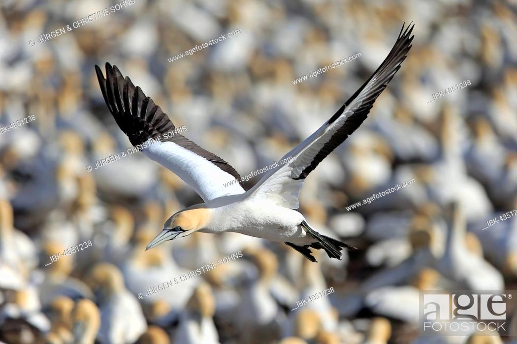 Stock Photo: Cape Gannet (Morus capensis), adult flying, flight over bird colony, Lamberts Bay, Western Cape, South Africa.