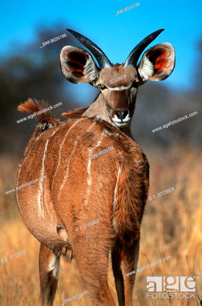greater kudu (Tragelaphus strepsiceros), young male looking back, Namibia,  Etosha National Park, Stock Photo, Picture And Rights Managed Image. Pic.  BWI-B026186 | agefotostock