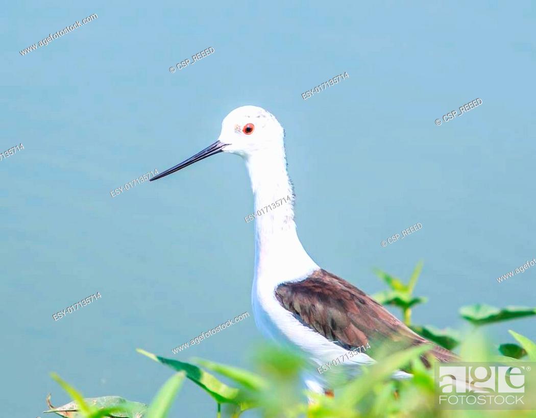 Stock Photo: Seabirds (marsh sandpiper) Asia Thailand.