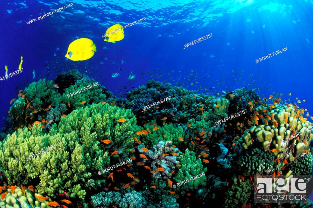 Stock Photo: Coral Reef with Coral Fishes, Marsa Alam, Red Sea, Egypt.