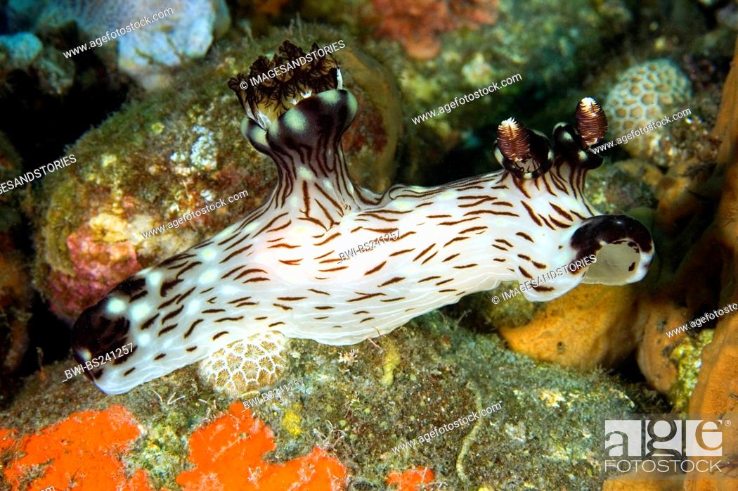 Stock Photo: Nudibranch Kentrodoris rubescens, lateral, Indonesia, Bali.
