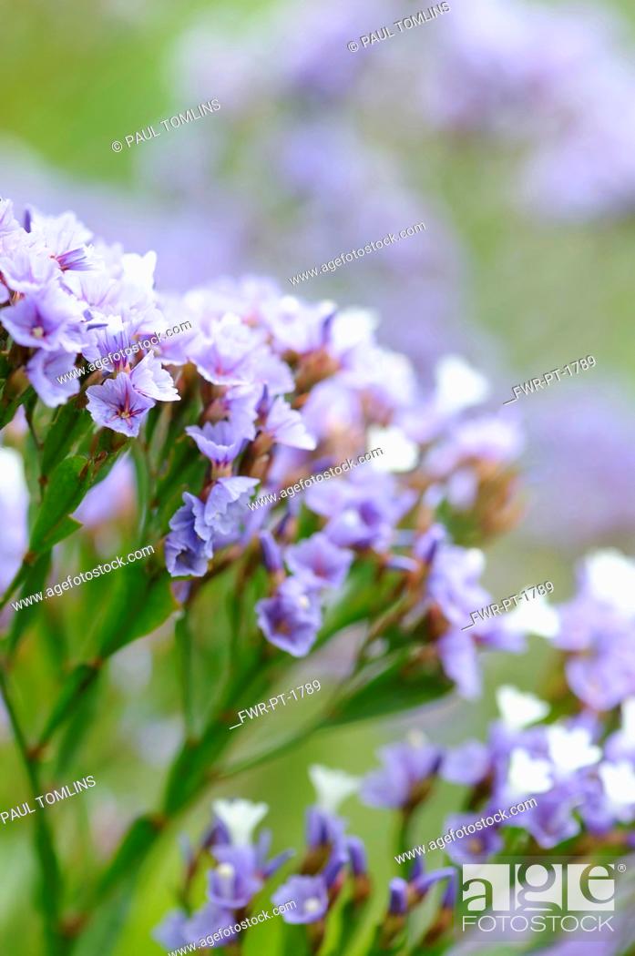 Sea Lavender Limonium Sinuatum Close Up Detail Of Small Mauve Coloured Flowers Growing Outdoor Stock Photo Picture And Rights Managed Image Pic Fwr Pt 1789 Agefotostock