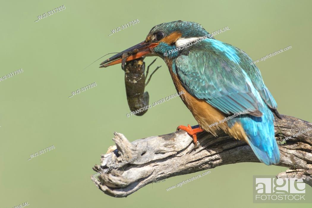 Stock Photo: KIngfisher (Alcedo atthis) after catching a crab in the river, Extremadura, Spain.