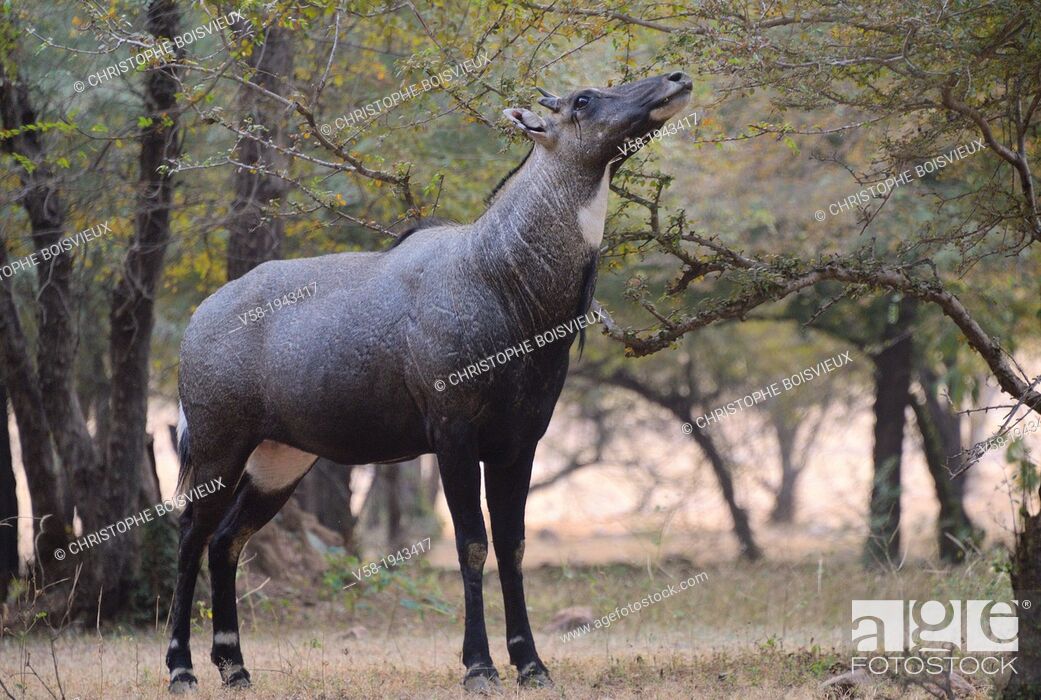 India, Rajasthan, Ranthambore National Park, Nilgaut male antelope, also  called Nilgai or Blue Bull, Stock Photo, Picture And Rights Managed Image.  Pic. V58-1943417 | agefotostock