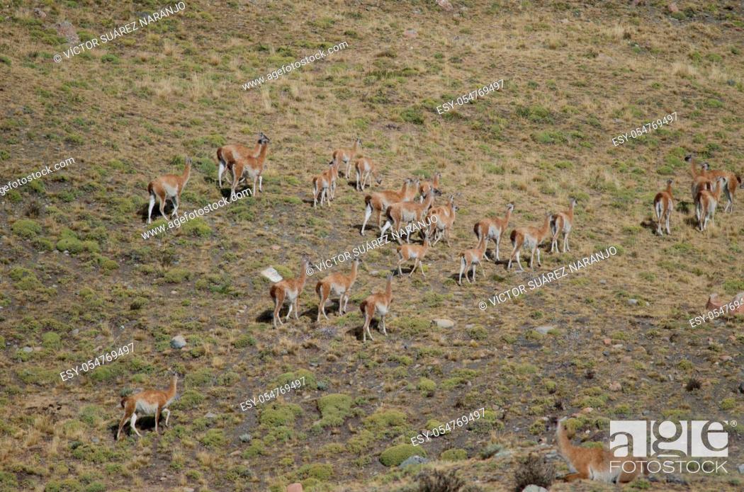 Stock Photo: Herd of guanacos Lama guanicoe. Torres del Paine National Park. Ultima Esperanza Province. Magallanes and Chilean Antarctic Region. Chile.