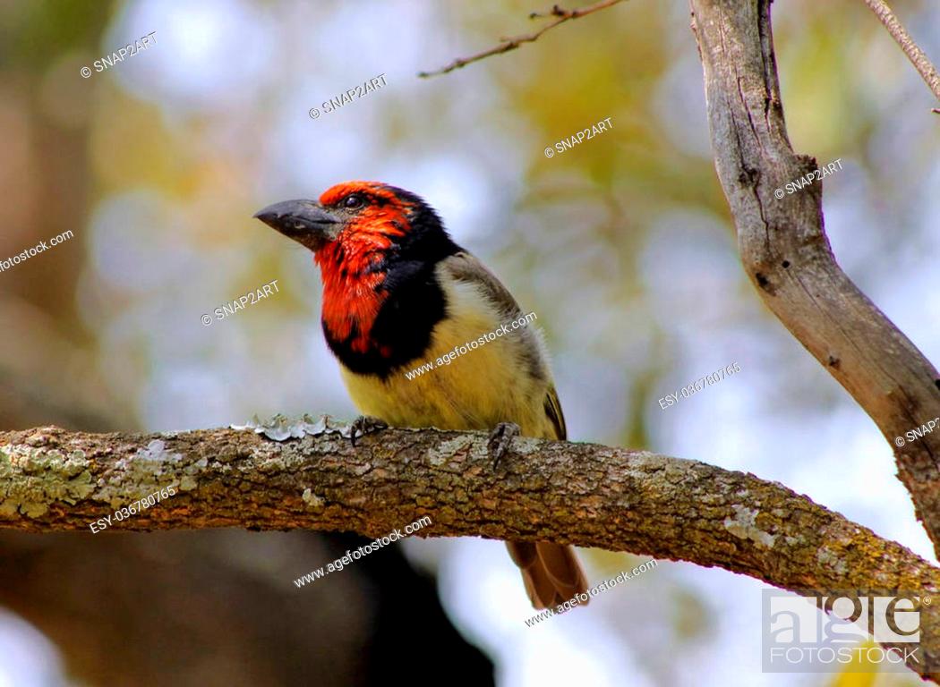 Stock Photo: Picture of the Colorful Black Collared Barbet Bird on Branch.