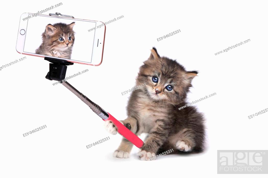 Funny Kitten Taking His Own Photo With Selfie Stick, Stock Photo, Picture  And Low Budget Royalty Free Image. Pic. ESY-046525331 | agefotostock