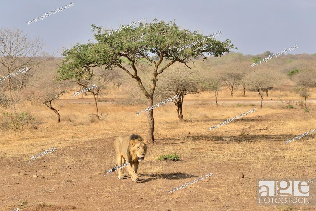 Stock Photo: Asiatic Lion (Panthera leo persica), male, Gir Interpretation Zone, Gir Forest National Park, Gir Sanctuary, Gujarat, India.