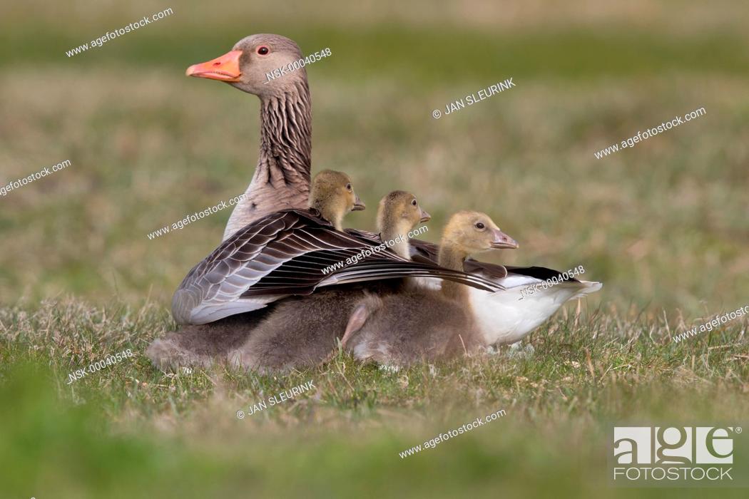 Stock Photo: Greylag Goose (Anser anser) resting with her three chicks, The Netherlands, Friesland, Bantpolder.