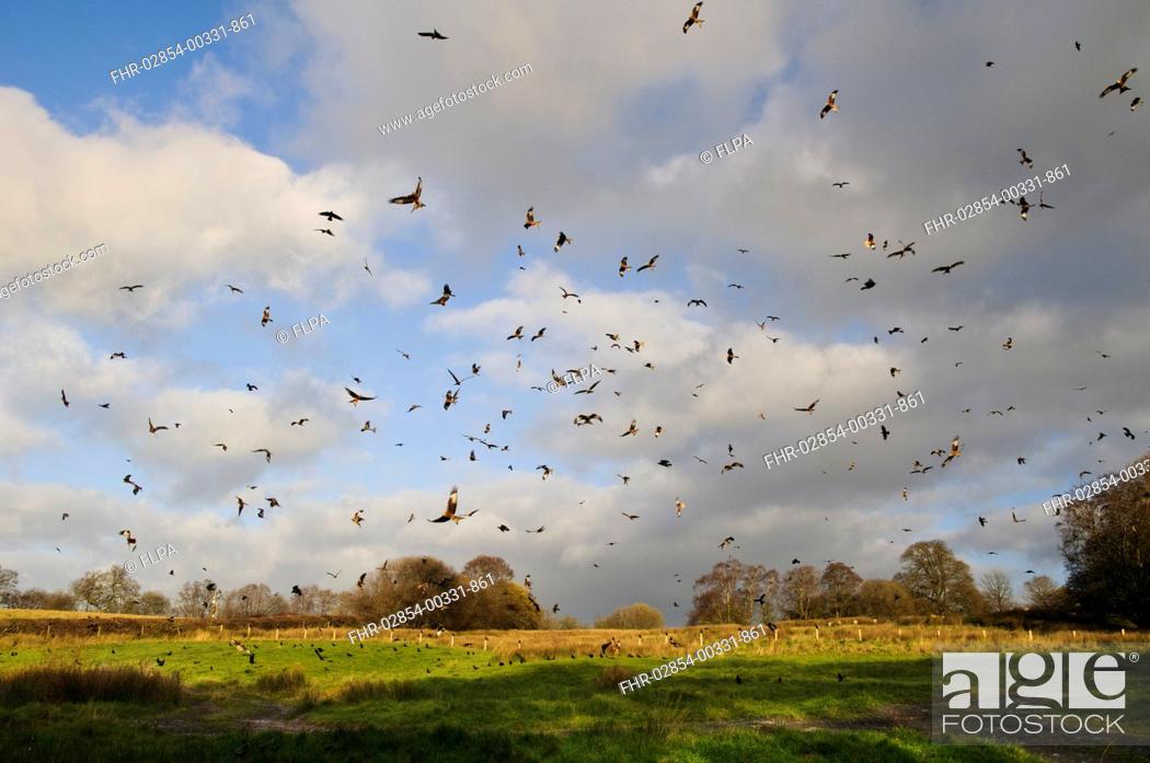 Stock Photo: Red Kite (Milvus milvus) flock, in flight, wheeling over feeding station, Gigrin Farm, Rhayader, Powys, Wales, November.