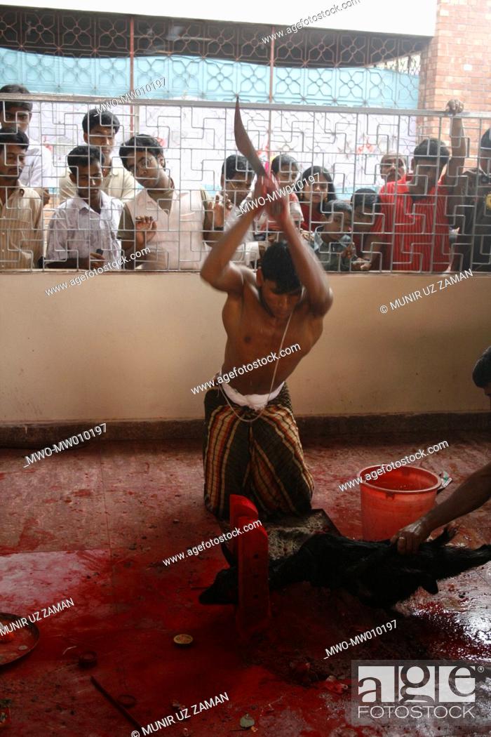Sacrifice of a goat following Hindu ritual known as 'Boli' at a temple  during 'Durga Puja' on the..., Stock Photo, Picture And Rights Managed  Image. Pic. MWO-MW010197 | agefotostock