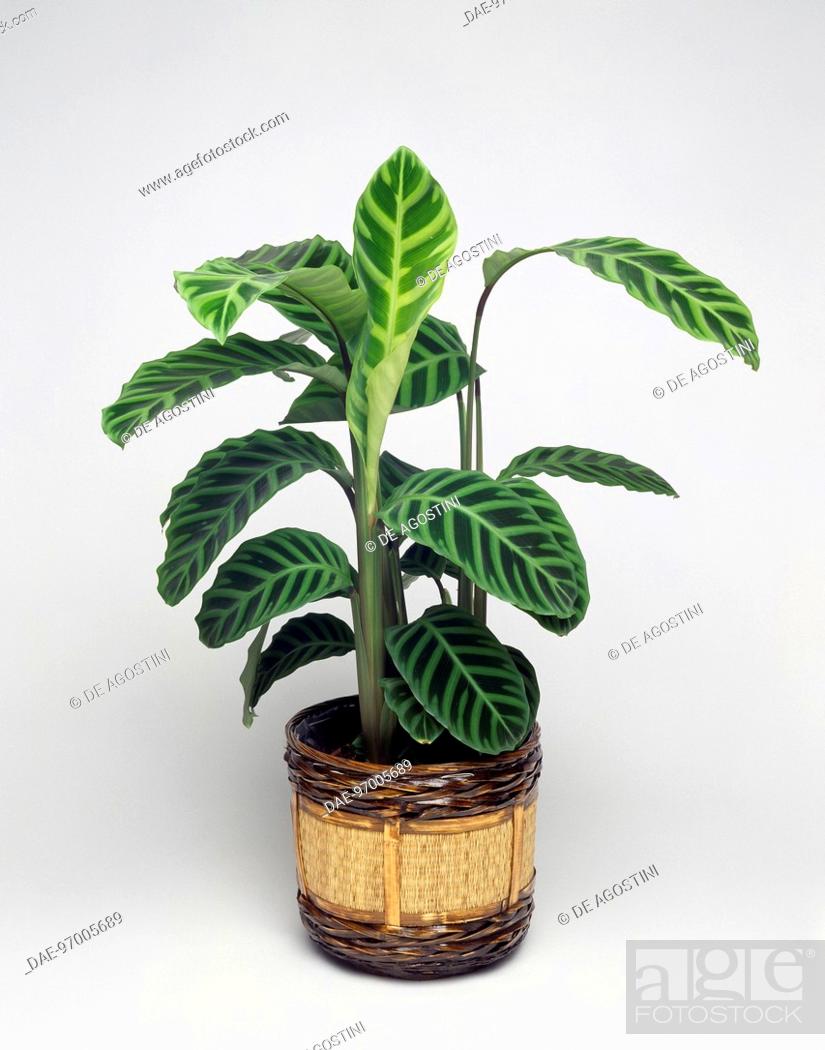 Stock Photo: Zebra plant (Calathea zebrina), Marantaceae.