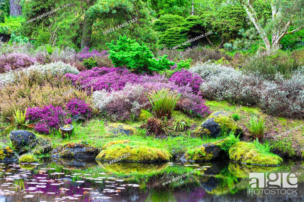 Stock Photo: Heather garden in spring colours.