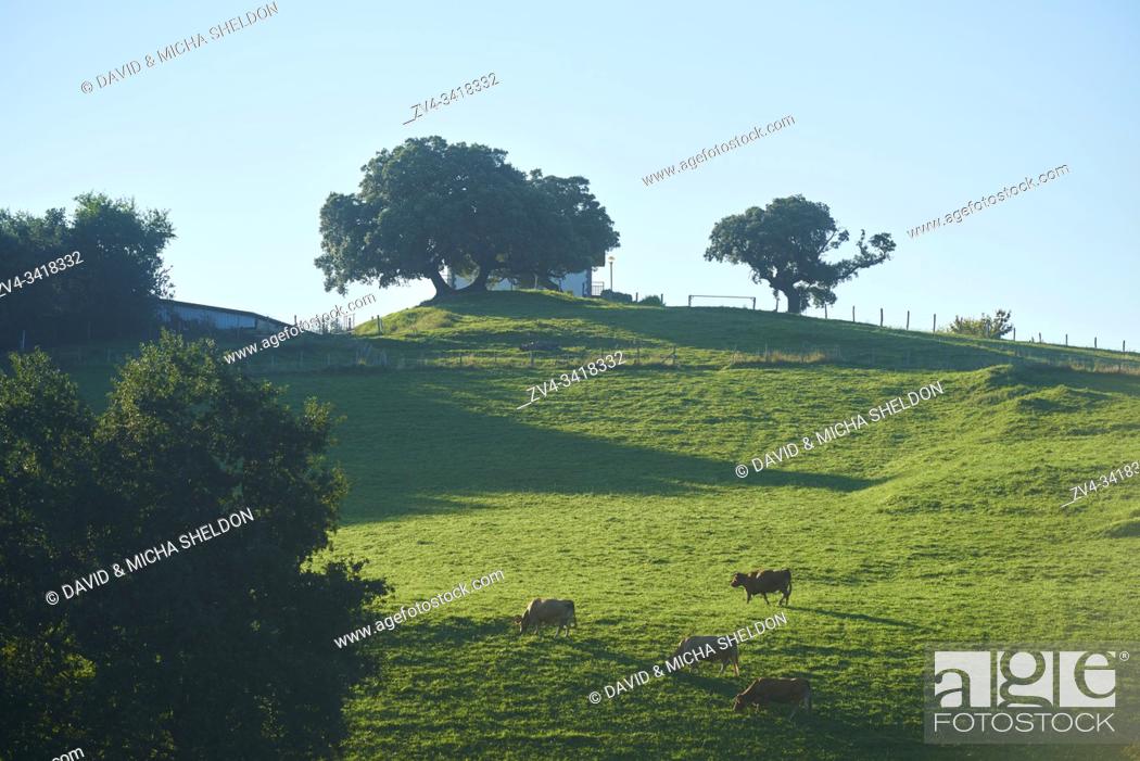 Stock Photo: Cows (Bos primigenius taurus) on a meadow near Itxaspe next to the Camino del Norte, coastal path, Way of St. James, Camino de Santiago trail, Basque country.