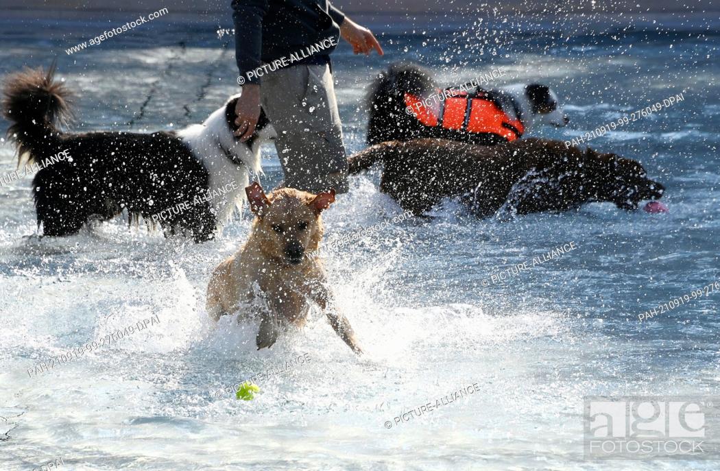 Stock Photo: 19 September 2021, Baden-Wuerttemberg, Karlsruhe: Dogs stay in the water of the large and unchlorinated pool at the ""Hunde-Schwimmen"" (dog swimming) in the.