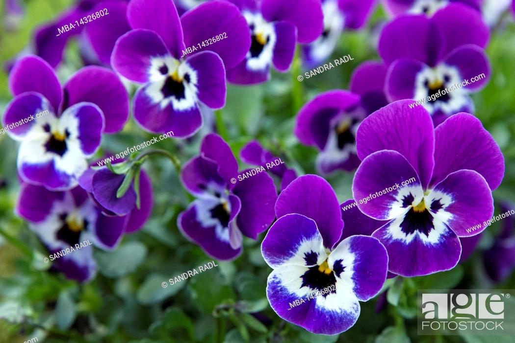 Photo de stock: Horned violet (Viola cornuta), purple and white flowers.