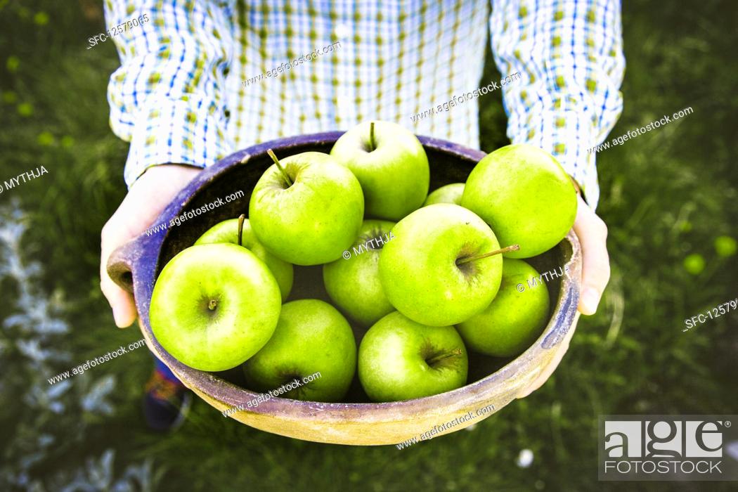 Stock Photo: Farmers hands with freshly harvested green apples.