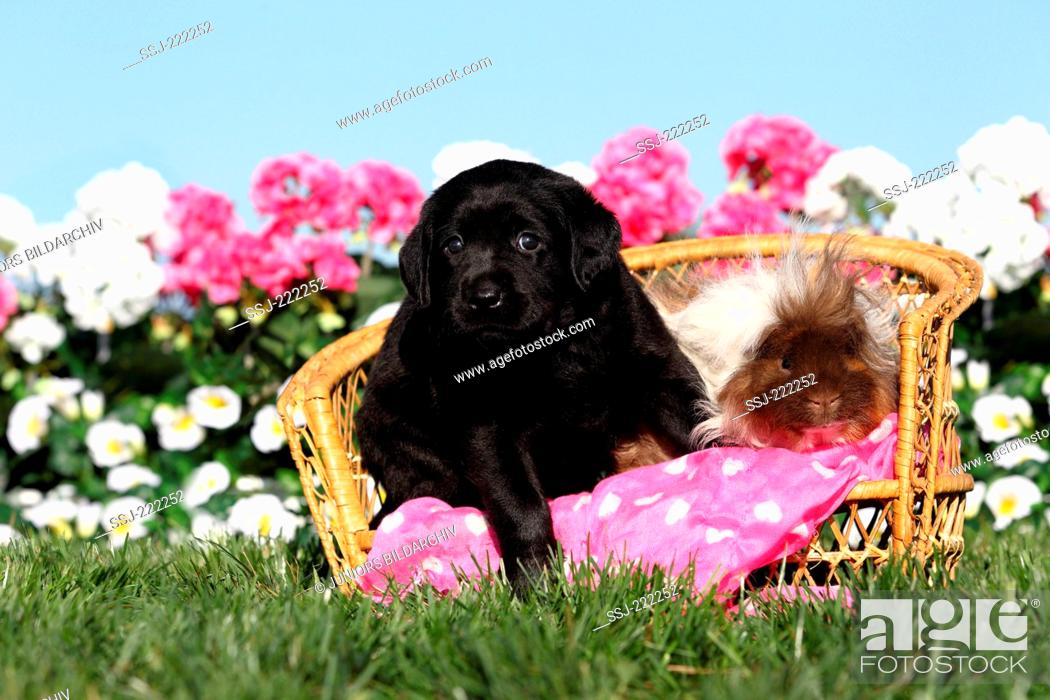 Labrador Retriever. Black puppy (5 weeks old) and Long-haired Guinea Pig  sitting on a small wicker..., Stock Photo, Picture And Rights Managed  Image. Pic. SSJ-222252 | agefotostock