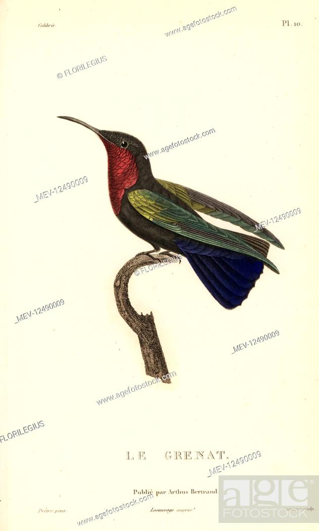 Stock Photo: Purple-throated carib, Eulampis jugularis (Trochilus auratus). Male. Handcolored steel engraving by Coutant after an illustration by Jean-Gabriel Pretre from.