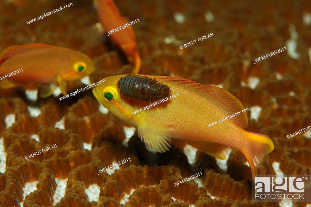 Stock Photo: Anthias infested by Isopod, Pseudanthias, Nerocila, Alor, Lesser Sunda Islands, Indo-Pacific, Indonesia.