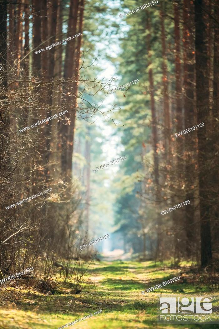 Stock Photo: Winding Countryside Road Path Walkway Lane Through Spring Coniferous Forest In Sunny Day. Natural Blurred Boke Bokeh Background.