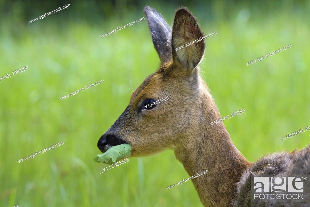 Stock Photo: Western Roe Deer (Capreolus capreolus), Female, Hesse, Germany, Europe.
