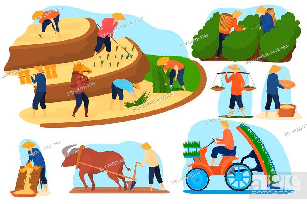 Asian farm rice fields vector illustration set. Cartoon flat farmer people  and buffalo animal work..., Stock Vector, Vector And Low Budget Royalty  Free Image. Pic. ESY-060010349 | agefotostock