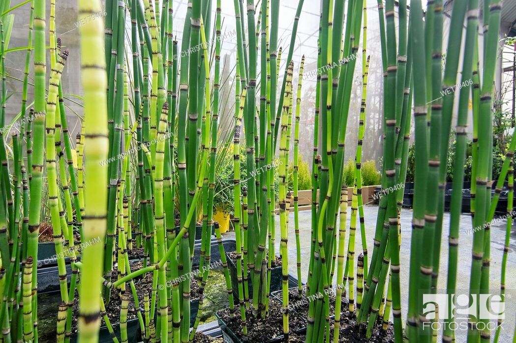 Stock Photo: Fresh green bamboo grass organic Asian style background texture.