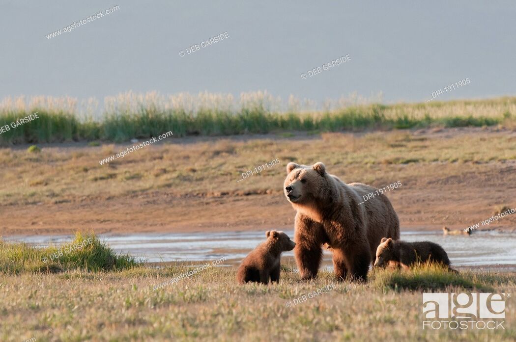 Photo de stock: a grizzly bear ursus arctos horribilis with two cubs crossing the river, alaska, united states of america.