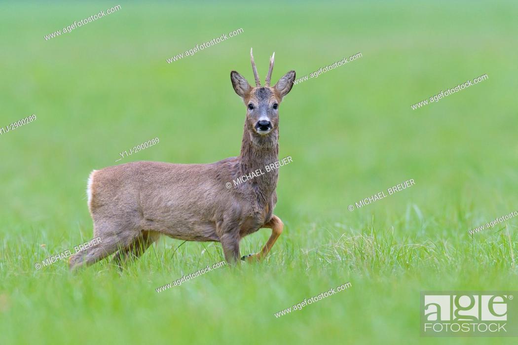 Stock Photo: Western Roe Deer (Capreolus capreolus) in Springtime, Roebuck, Hesse, Germany, Europe.