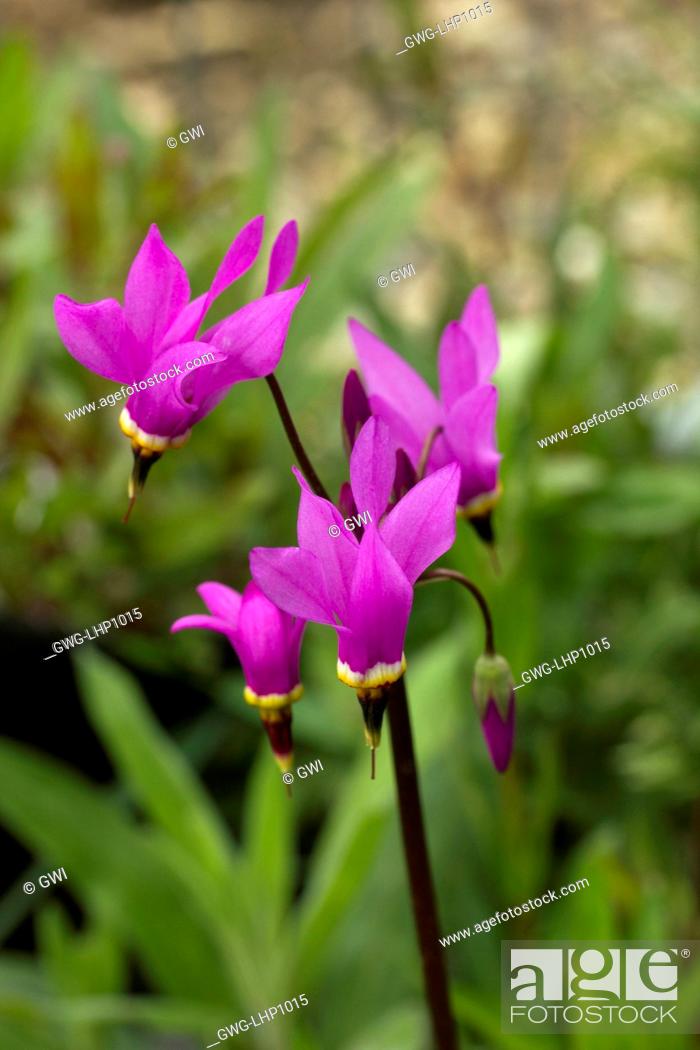 DODECATHEON PULCHELLUM SUBSP PULCHELLUM 'RED WINGS', Stock And Rights Managed Image. Pic. | agefotostock