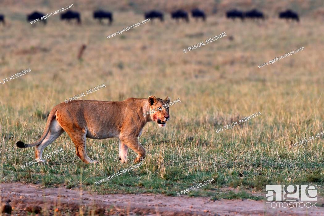 Stock Photo: Lioness (Panthera leo) in savanna. Masai Mara National Park. Kenya.