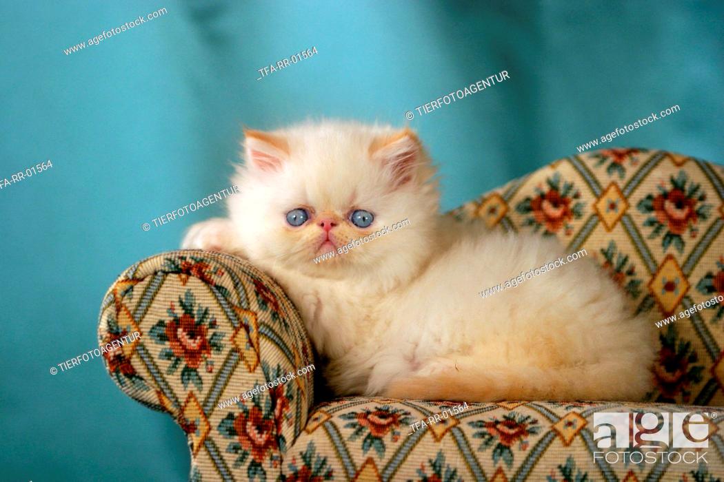 Persian com www kitty Persian Kitty