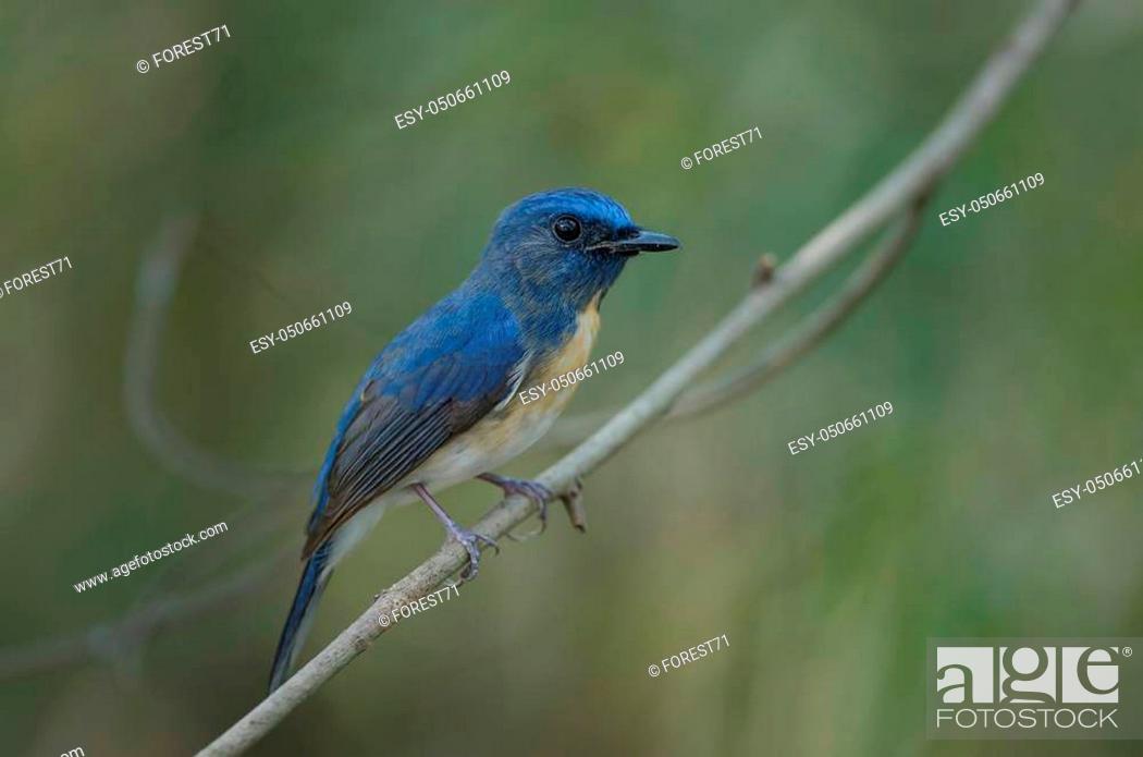 Imagen: Blue-throated Blue Flycatcher (Cyornis rubeculoides) on a branch in nature Thailand.