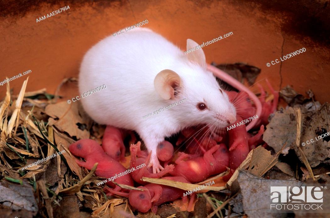 1 day old Mice with Mother (Mus musculus) Baton Rouge, Louisiana, Stock  Photo, Picture And Rights Managed Image. Pic. AAM-AAES67954 | agefotostock