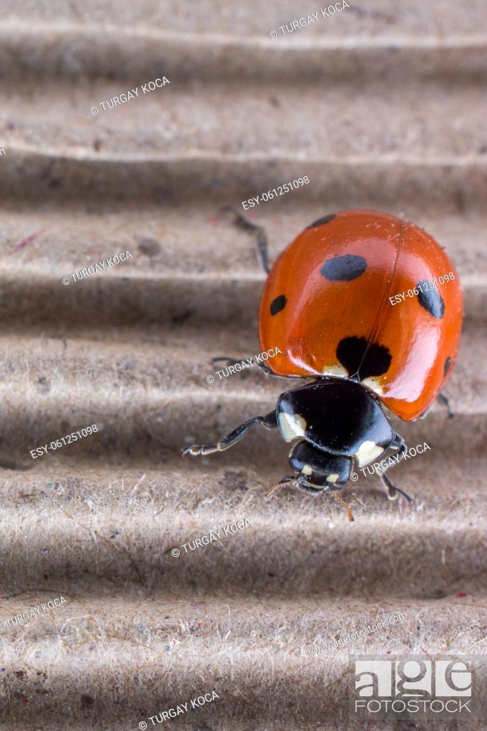 Stock Photo: Beautiful photo of red ladybug walking on paper.