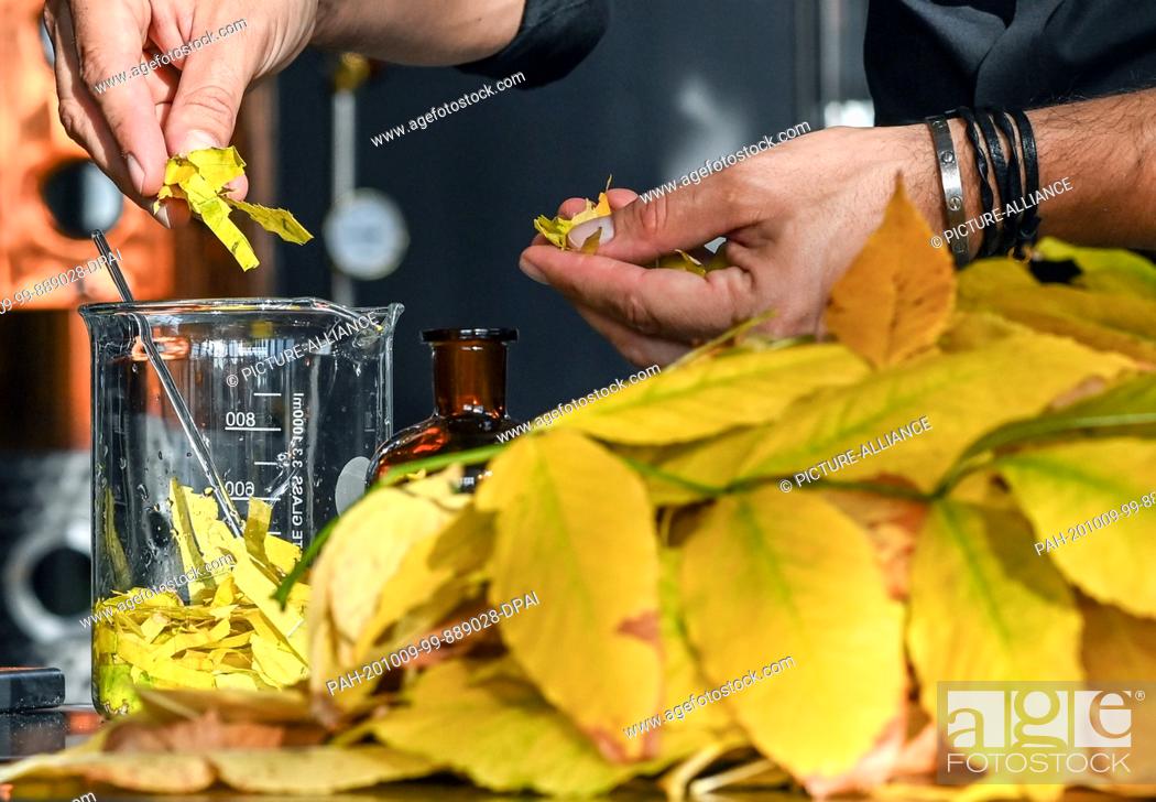 Stock Photo: 08 October 2020, Berlin: Tim Müller, owner of DSM Deutsche Spirituosen Manufaktur GmbH, prepares freshly collected autumn leaves for processing for the.