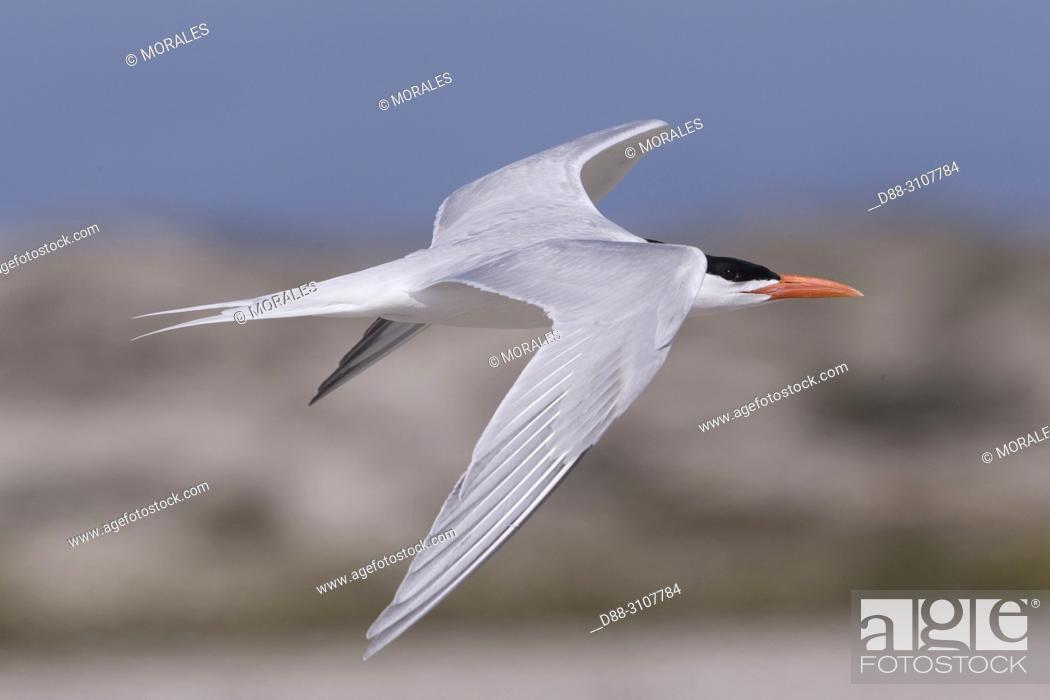 Imagen: Central America, Mexico, Baja California Sur, Puerto San Carlos, Magdalena Bay (Madelaine Bay), . Royal tern (Thalasseus maximus), in flight.