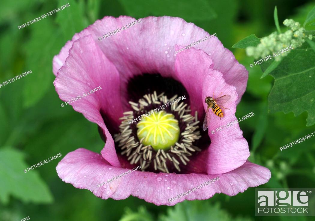 Stock Photo: 22 June 2021, Brandenburg, Mühlenbecker Land/Ot Mühlenbeck: A hoverfly crawls on the rain-soaked blossom of a purple poppy.