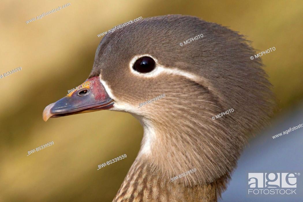 Stock Photo: mandarin duck (Aix galericulata), portrait of a female, Germany, Baden-Wuerttemberg.