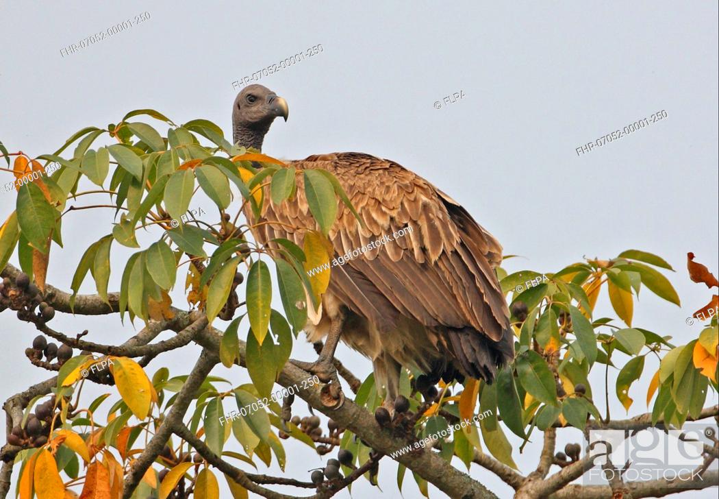 Stock Photo: Slender-billed Vulture Gyps tenuirostris adult, perched in treetop, Kaziranga N P , Assam, India, january.