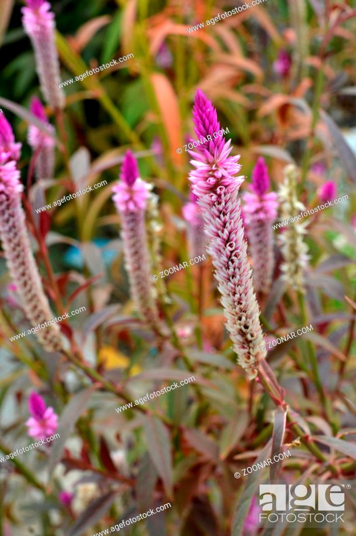 Stock Photo: Pennisetum flower in the nature.